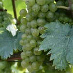 Permalink to Sovinjon beli izbliza Sauvignon