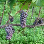 Permalink to Pinot Gris