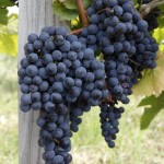 Permalink to Cabernet franc / kaberne fran