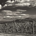 Permalink to Berba 2011. – Još jedna velika godina