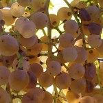 Permalink to Petit manseng