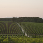 Permalink to Chianti