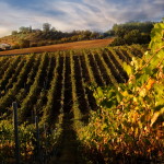 Permalink to Maset vinarija
