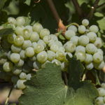 Permalink to SAUVIGNON BLANC