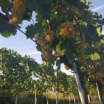 Permalink to Vinarija Jokić
