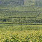 Permalink to Piper-Heidsieck