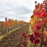 Permalink to Vinarija Braća Rajković