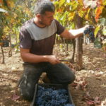 Permalink to Radovan Đorđević, Vinarija Čokot