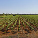 Permalink to Cantine San Marzano