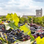 Permalink to Vinarija Torleanzi
