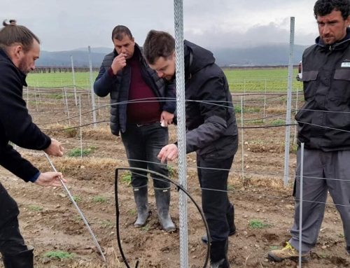 Digitalna vinska budućnost vinarije Tikveš