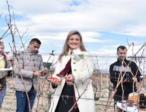 Tradicionalno orezivanje vinograda „Tikveš“ za Sv. Trifuna u znaku nove progresivne prakse vinarije